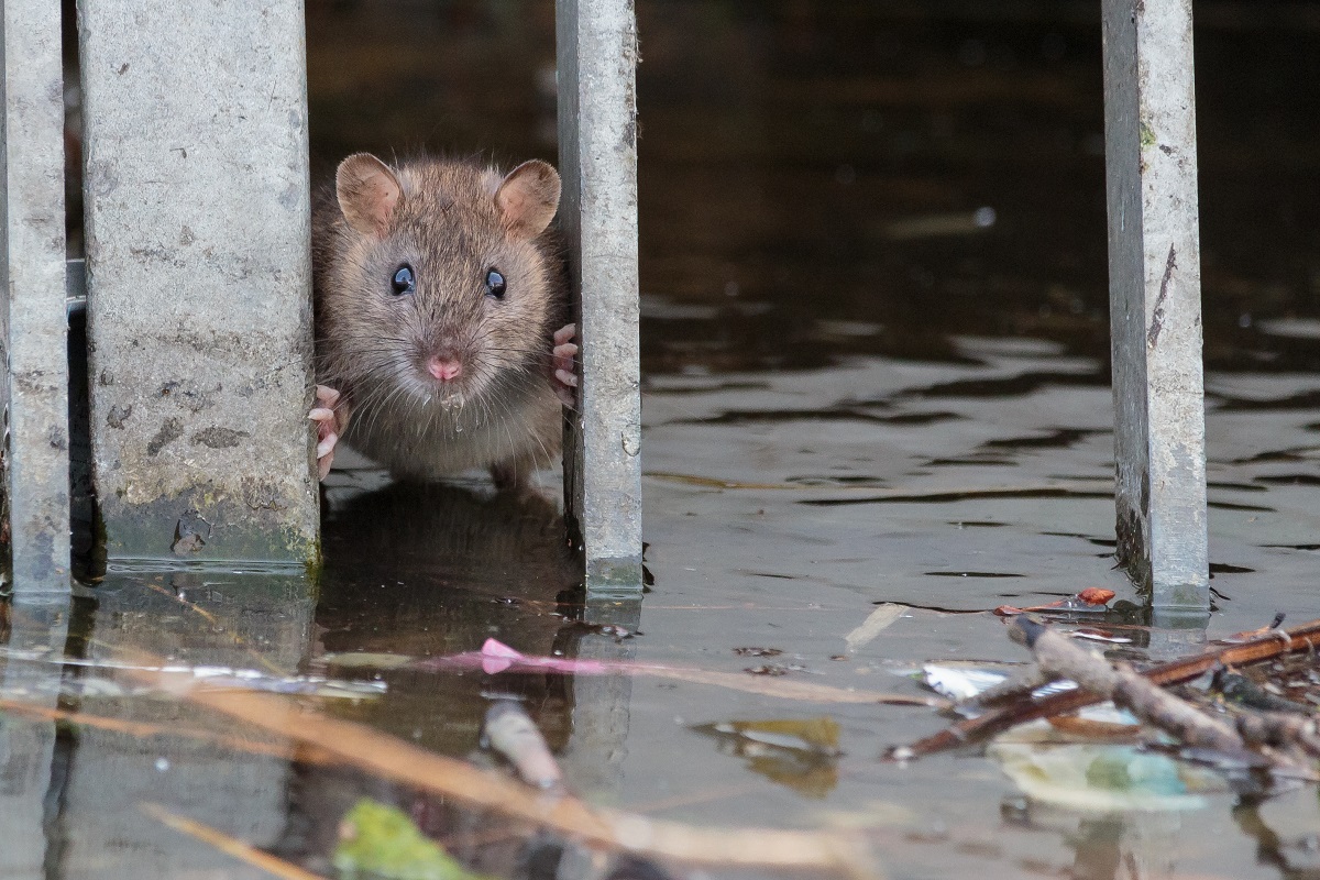 Incidentie van leptospirose na overstromingen